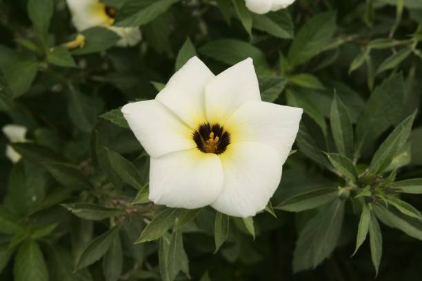 istock spring flowers in salvador 1221810412