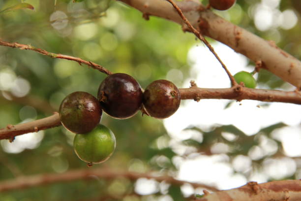 istock jabuticabeira with its fruits 1221811600