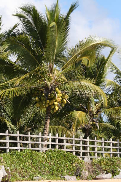 istock coconut plantation farm 1221811736