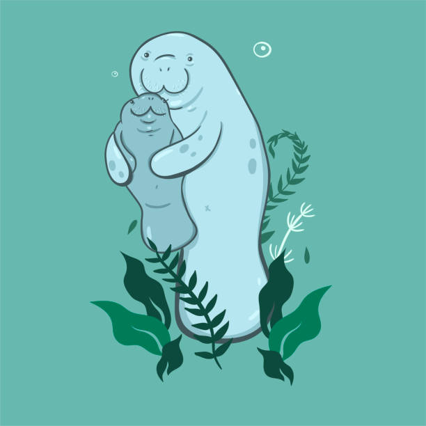 ilustraciones, imágenes clip art, dibujos animados e iconos de stock de madre y cachorro de manatí con algas sobre un fondo verde. gráficos vectoriales. - manatee