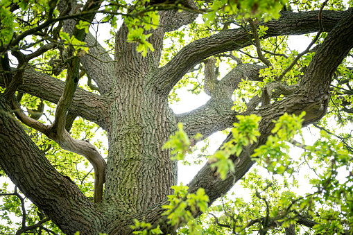 Summer English oak tree from below