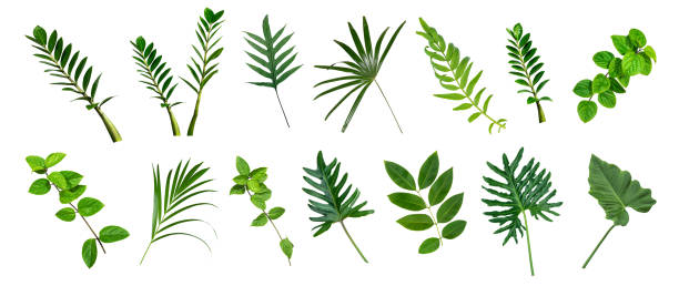 istock green leaves for background and wallpaper 1221812282