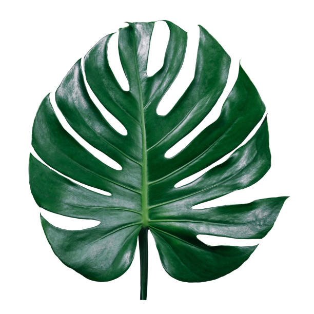 istock green leaves for background and wallpaper 1221812283
