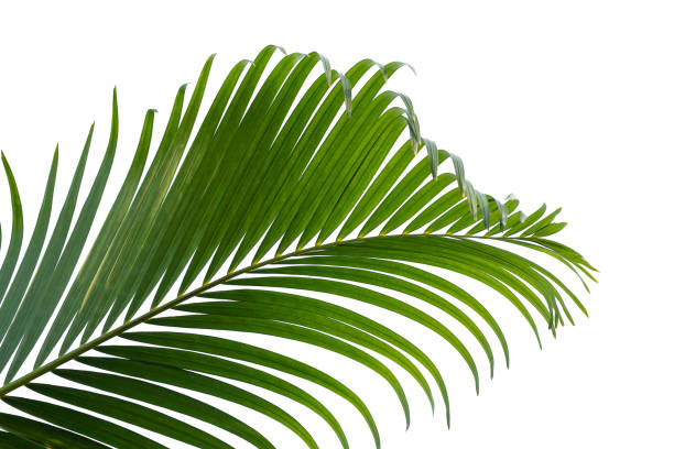 istock green leaves for background and wallpaper 1221812293