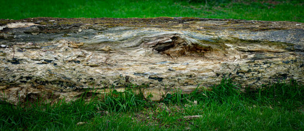 The base of a fir tree in a UK public park.