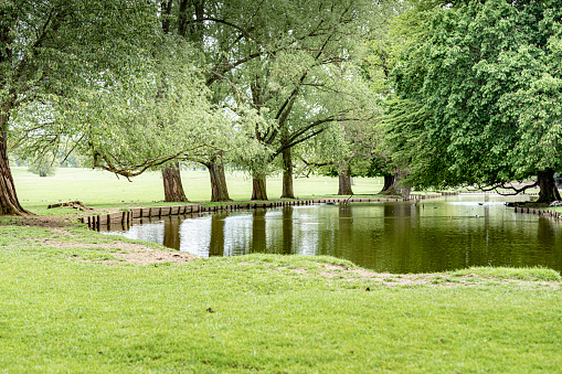 Lake under tree in a deer park in England.