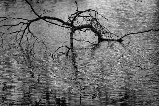 Old branch in a lake in Spring