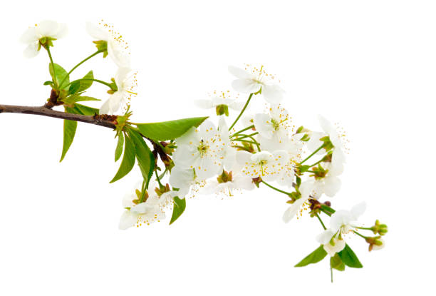 istock Flowering branch of cherry. 1221813968