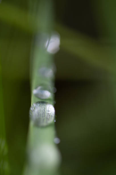istock Raindrops on blade of grass - macro photo 1221814121
