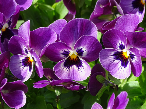 Three purple pansy flowers in close up.
