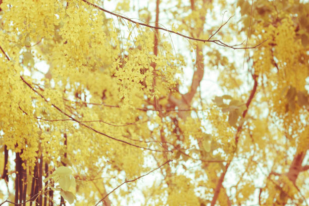 istock Selective focus blur nature use for background of summer. 1221814865