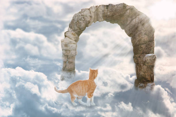 cat standig in front of open gate over clouds, sunbeam
