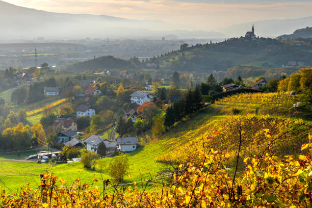 istock Panoramic view over vineyard in Ratsch an der Weinstrasse, Austria, 2019 1221817488