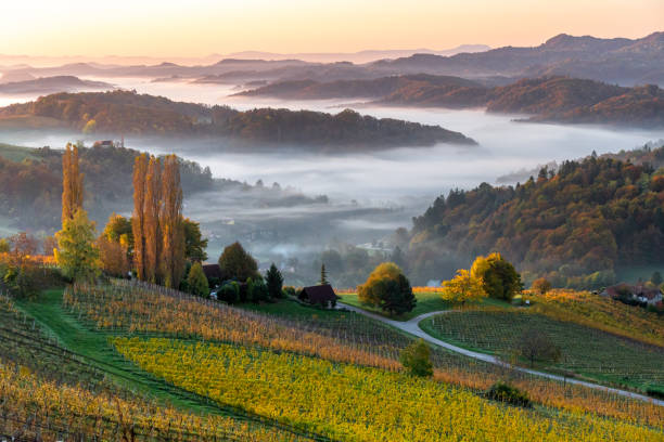 istock Beautiful warm light, bathing hills and vineyards in Austria, fall 2019. 1221817657