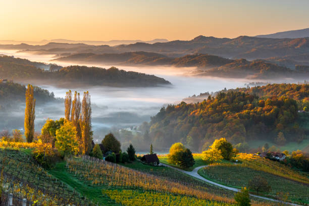 istock Vineyard valley skyline in Styria, at sunrise, fall 2019. 1221817700