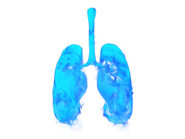 istock Illustration of human lungs. 1221817763