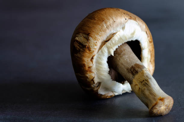 istock Fresh champignon mushroom on dark background, closeup. 1221817890