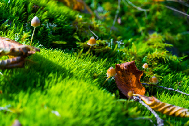 istock White brown wild mushrooms growing in the moss. 1221818121