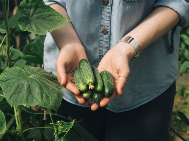 istock Cucucmbers in female hands, outdoors 1221818131