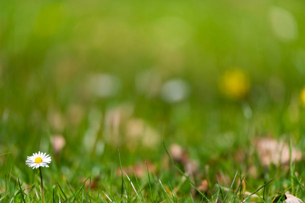 istock blossom daisy flowers background 1221818190