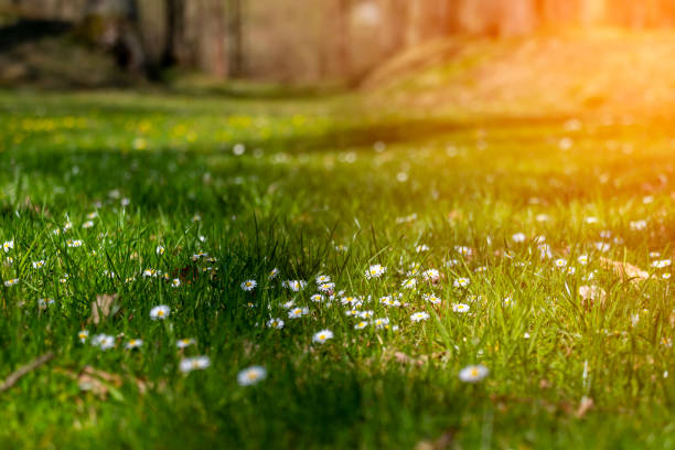 istock blossom daisy flowers background 1221818954