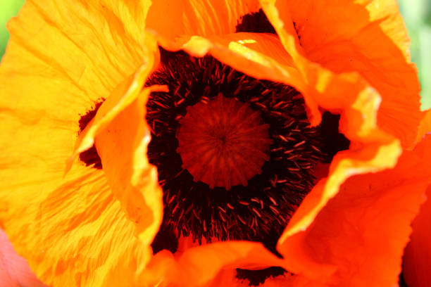 istock Poppies in the spring garden 1221819096
