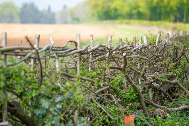 istock Freshly cut, woven and crafted hazel hedge. Hedge laying or coppicing is a traditional British agricultural skill that involves weaving young vertical branches horizontally to create a sustainable and wildlife and eco friendly barrier. 1221819101