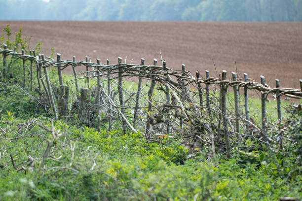 istock Freshly cut, woven and crafted hazel hedge. Hedge laying or coppicing is a traditional British agricultural skill that involves weaving young vertical branches horizontally to create a sustainable and wildlife and eco friendly barrier. 1221819189