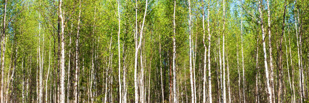 istock Green trees birch in forest outdoor 1221820805