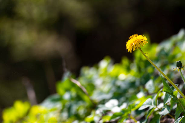 Spring background made of dandellion rising up