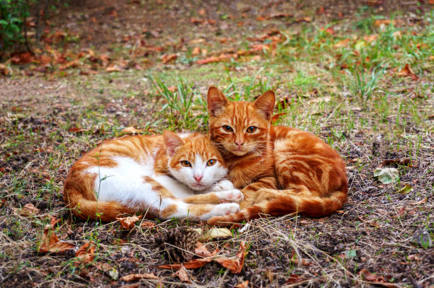 dos gatos perdidos esperan ayuda en el parque de otoño. los gatitos se apoyan mutuamente en la supervivencia. - domestic cat city life animal pets fotografías e imágenes de stock