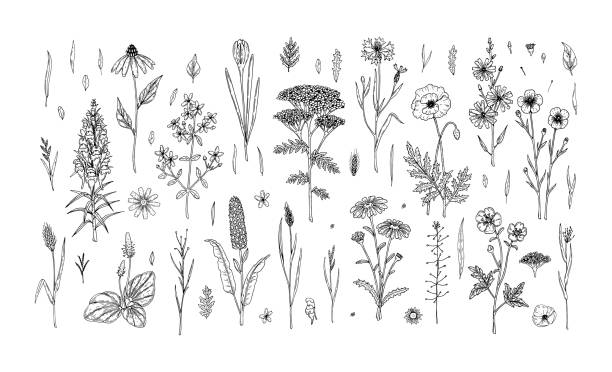 손으로 그린 초원 꽃과 허브의 세트는 흰색에 고립. 스케치 스타일의 벡터 일러스트레이션 - 야생화 stock illustrations