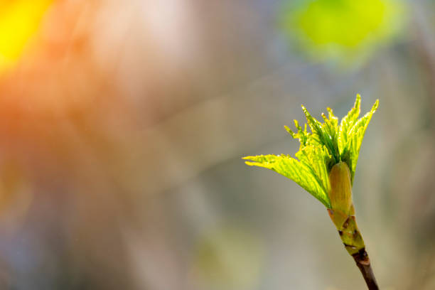 istock Closeup nature view green leaf on blurred background 1221823143