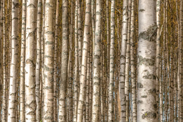 istock Birch trees with fresh green leaves in autumn. Sweden, selective focus 1221824227