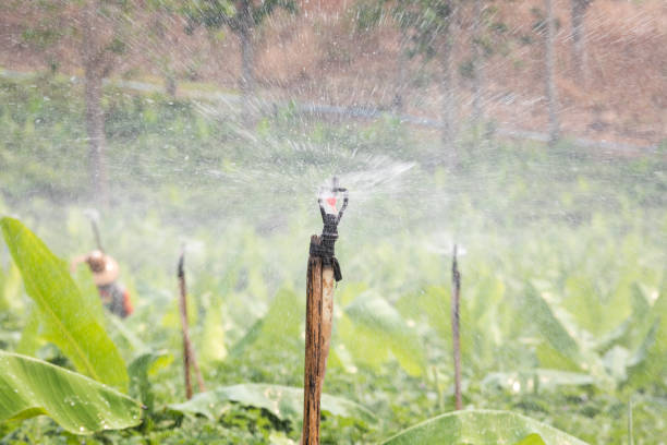 irrigation watering in banana farm