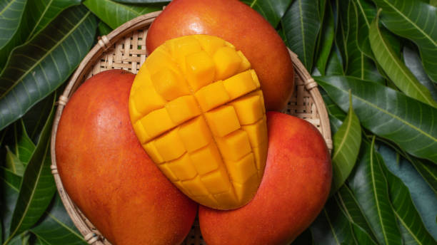 istock Mango, tropical fruit, in a bamboo wooden sieve basket on green leaf background, top view, full frame, beautiful, ripe harvest design concept. 1221824556