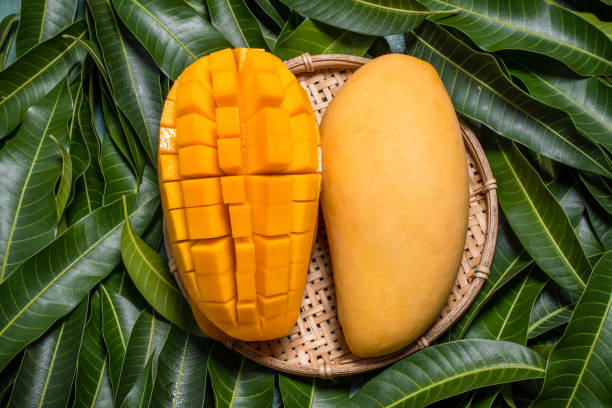 istock Mango, tropical fruit, in a bamboo wooden sieve basket on green leaf background, top view, full frame, beautiful, ripe harvest design concept. 1221824563