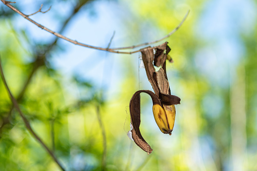 Banana waste in nature on a branch. Food waste and environmental pollution concept.