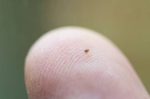 Closeup of tiny tick nymph crawling over human fingertip stock photo