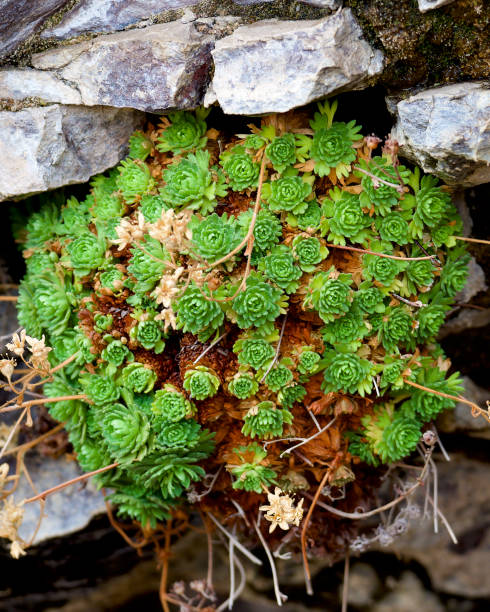 istock A Magellanic Saxifrage grows on a moist cliff 1221825795
