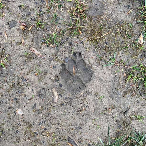 istock Dog Foot Print in Mud 1221825884