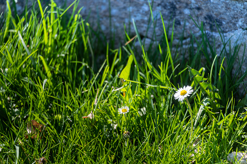 Blossom white yellow daisy flowers with green background