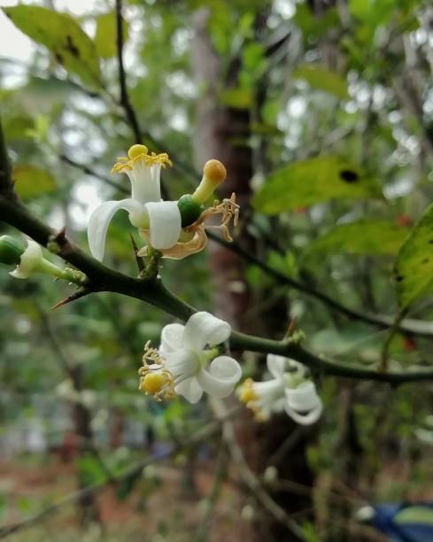 istock Lemon tree flowers closeup image with blurred background 1221826394