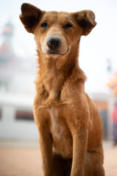 istock Dogs around the pagoda in Nepal 1221827892