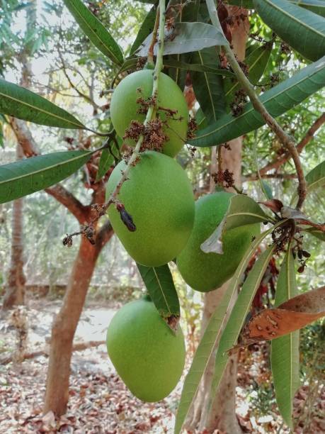 istock Mango fruits hanging in mango tree with leaves and buds 1221828216