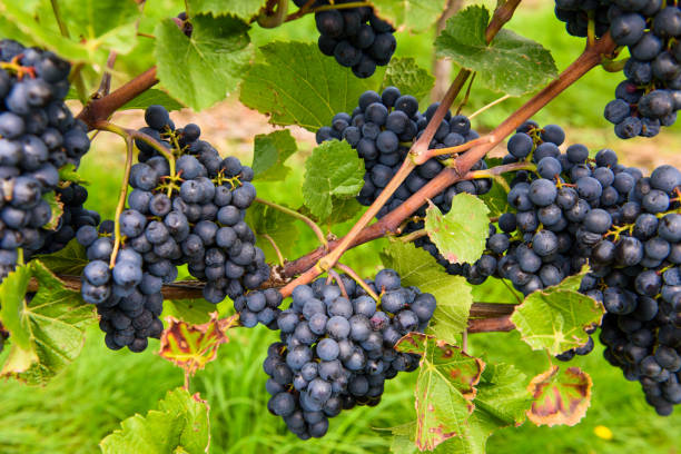 istock green red grape valley farm growing summer harvest agriculture 1221828270