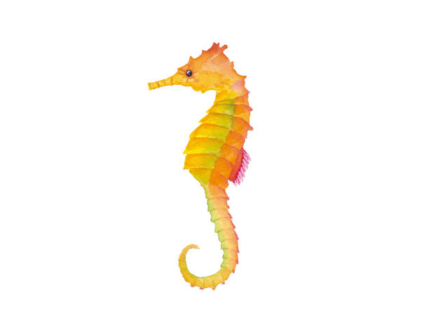 ilustraciones, imágenes clip art, dibujos animados e iconos de stock de ilustración de acuarela de caballito de mar (vector de trazas) - sea horse