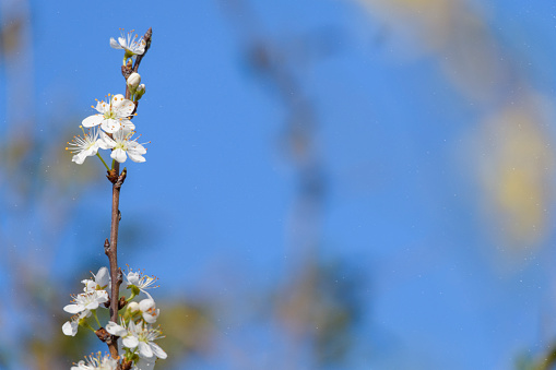 Spring blossoming white pink cherry tree background blurred