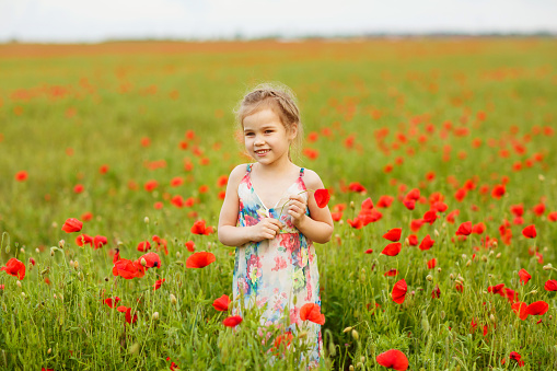 girl collects poppy flowers 