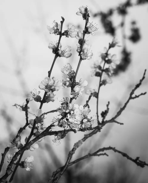 istock flowering apricot tree on a background of a beautiful sunset 1221830754